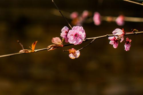 【学生文稿】三月半的花